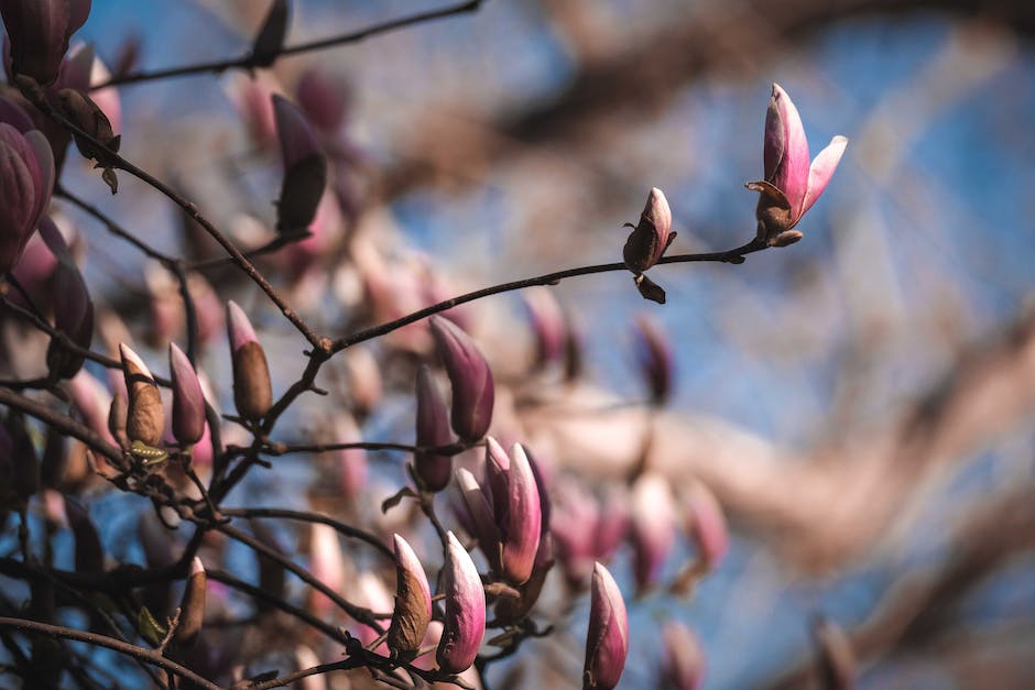  Magnoliahochglanzfarbe