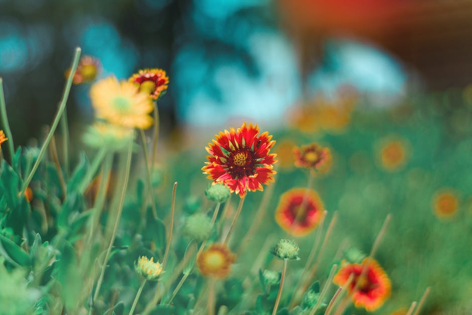 Rote Beete als natürliche Färbemittel verwenden