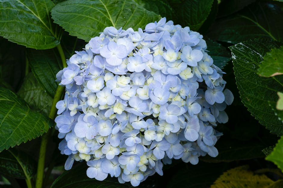 Hortensienblaumuttern: Wann sie sich blau färben.