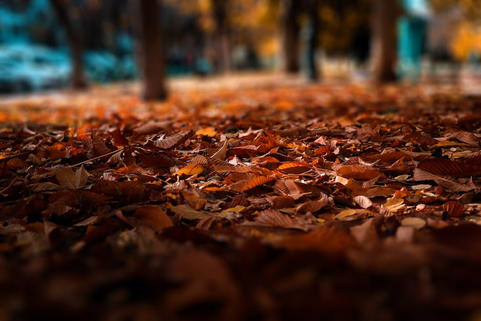 Warum Blätter färben sich im Herbst