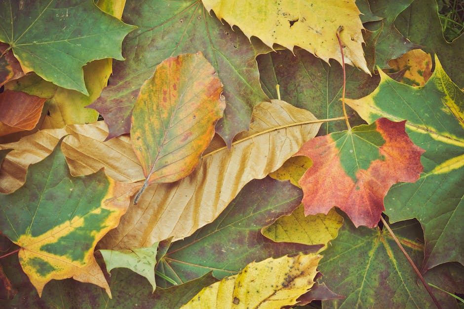 Herbstfärbung von Blättern