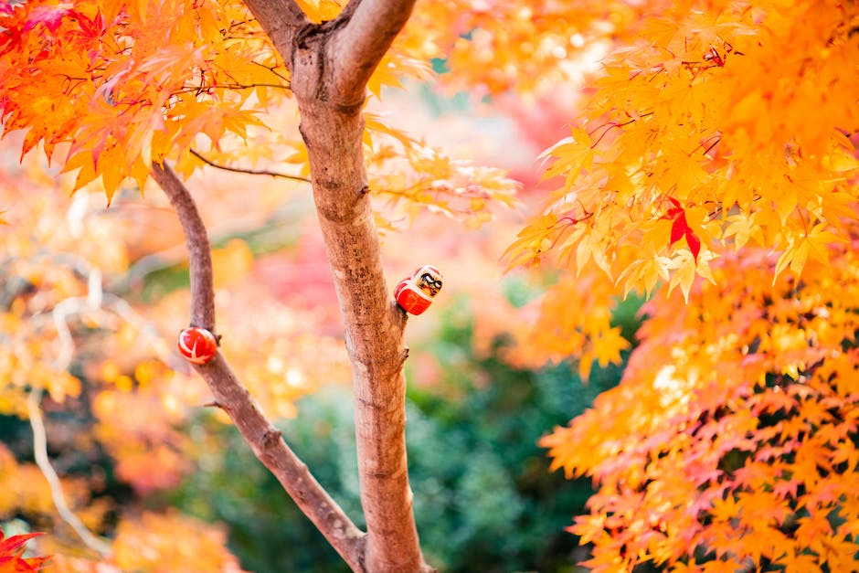 Warum färben sich Blätter im Herbst