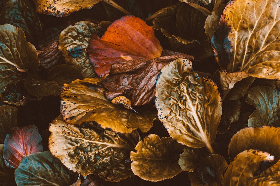  Warum die Blätter im Herbst bunt werden