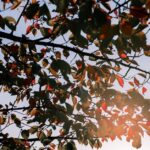 Warum werden Blätter im Herbst bunt?