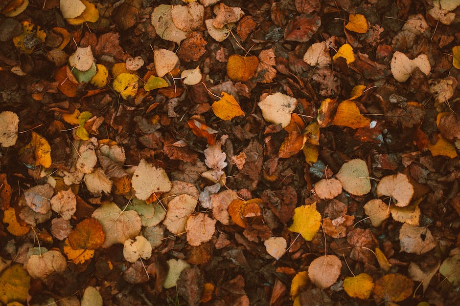 Warum Laub im Herbst eine Farbänderung durchläuft