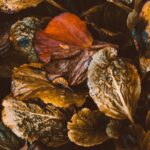 Warum Blätter im Herbst ihre Farbe ändern