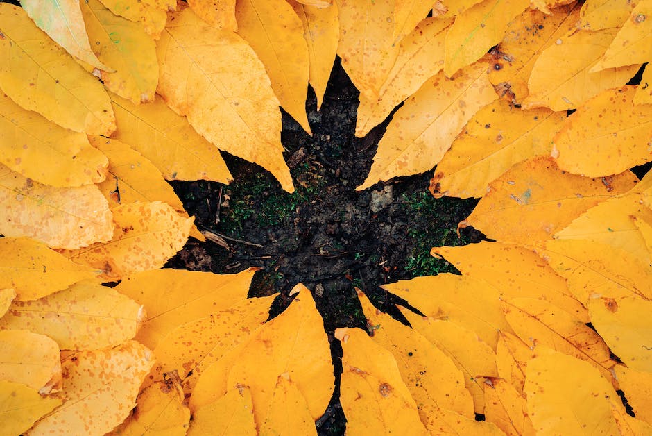  Blätter im Herbst bunt - Farbwechsel für Erwachsene und Kinder erklärt