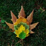 Warum Blätter sich im Herbst färben