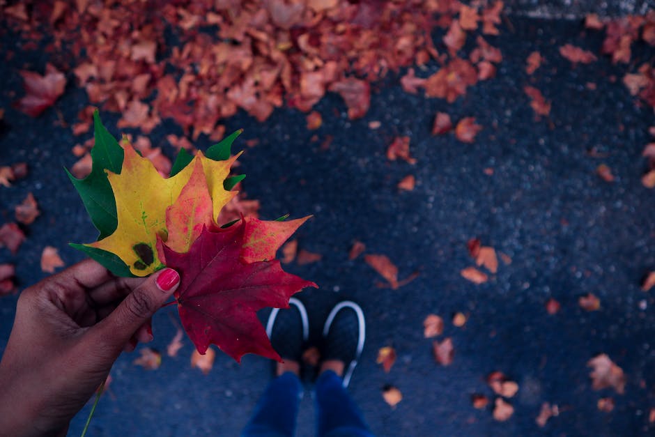  Grundschule: Warum färben sich die Blätter im Herbst?