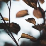 Herbst, Blätter, Färben, Kindgerecht, Erklären