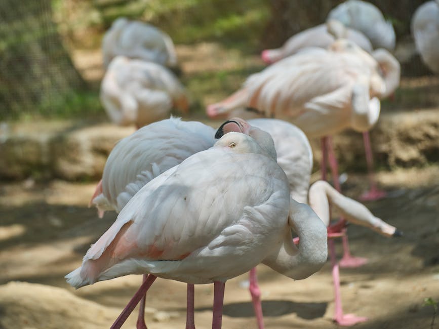  Warum haben Flamingos einen rosa Farbton?