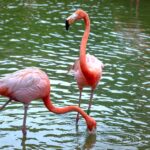 Warum haben Flamingos ihre charakteristische rosa Färbung?
