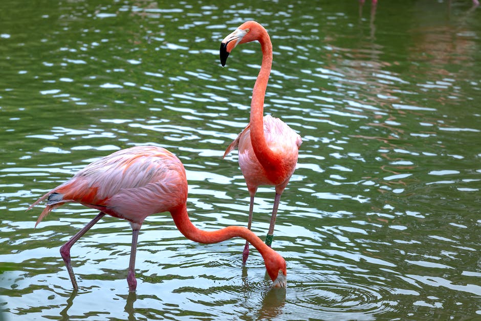Warum haben Flamingos ihre charakteristische rosa Färbung?