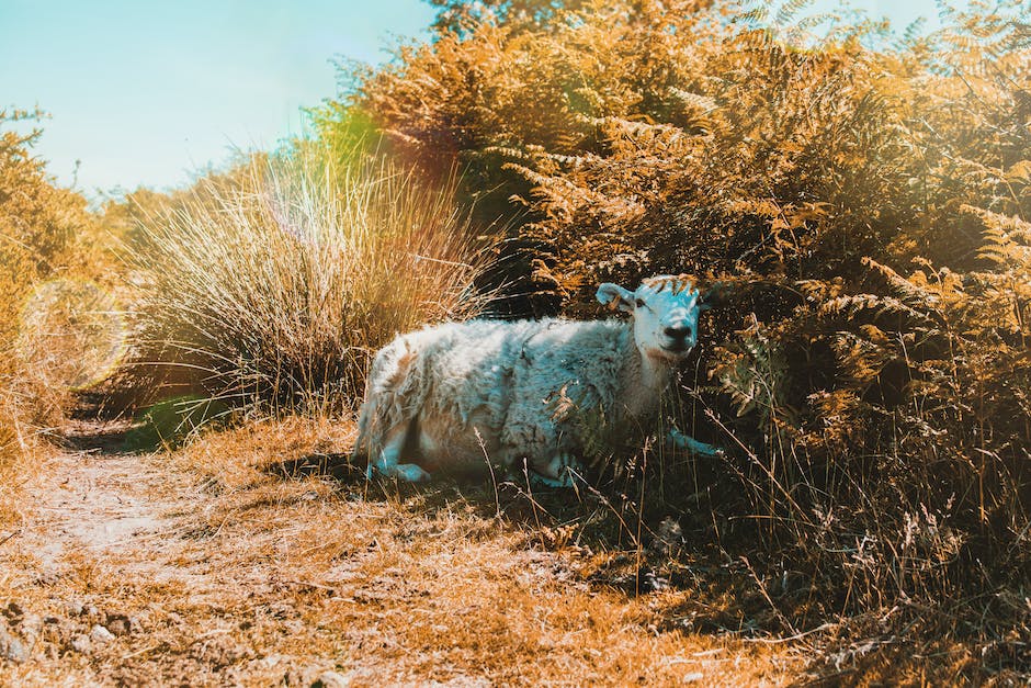  Schafe-Rückenfarbgebung und ihre Funktion