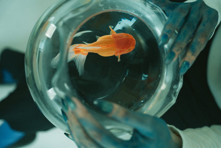   Warum Goldfische ihre Farbe verlieren