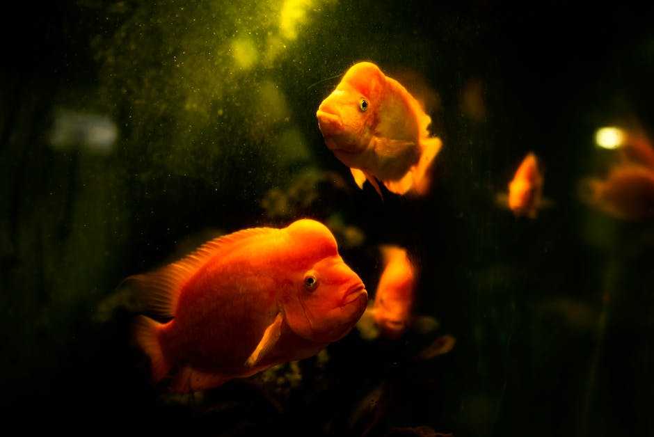 Warum verlieren Goldfische ihre Farbe? Ein Fachartikel zum Thema