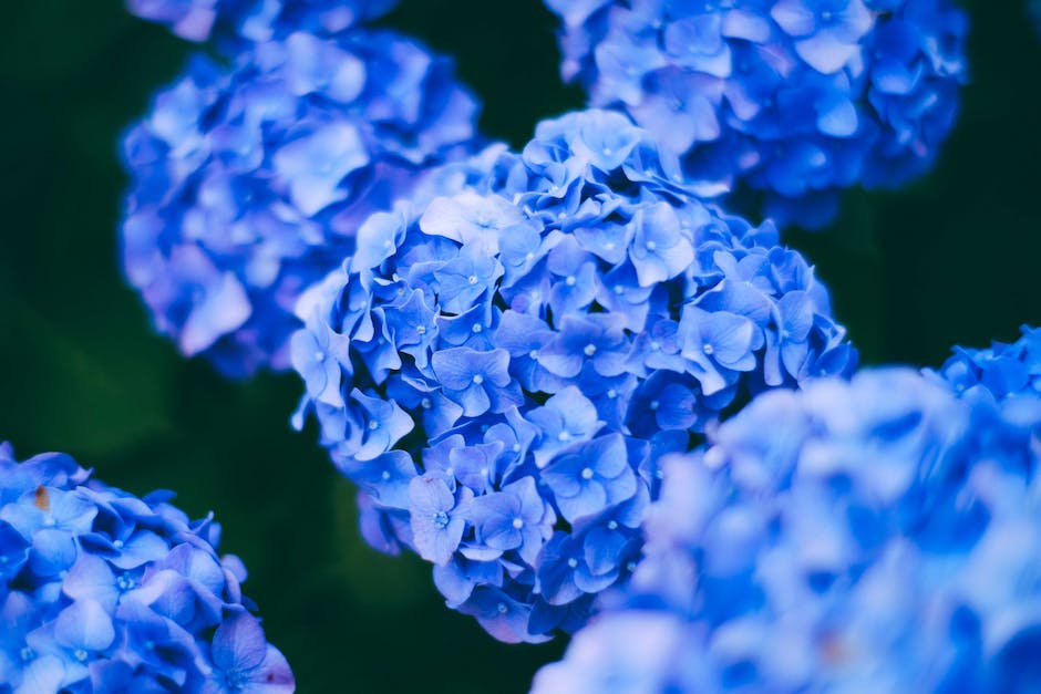 warum verliert die Hortensie ihre Farbe?