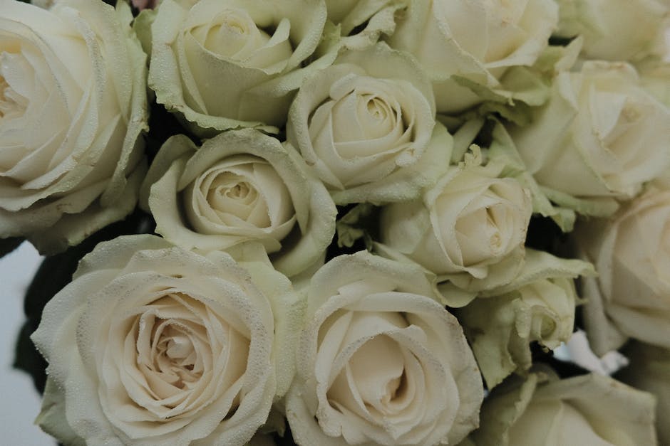 weiße Rosen-Symbolik des Friedens, Reinheit und Unschuld