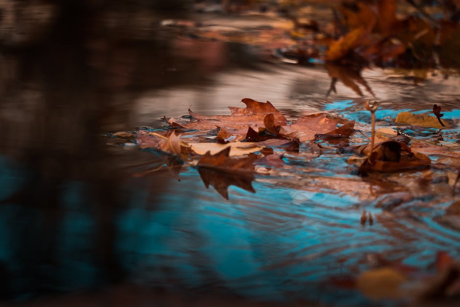 Blätter im Herbst rot färben