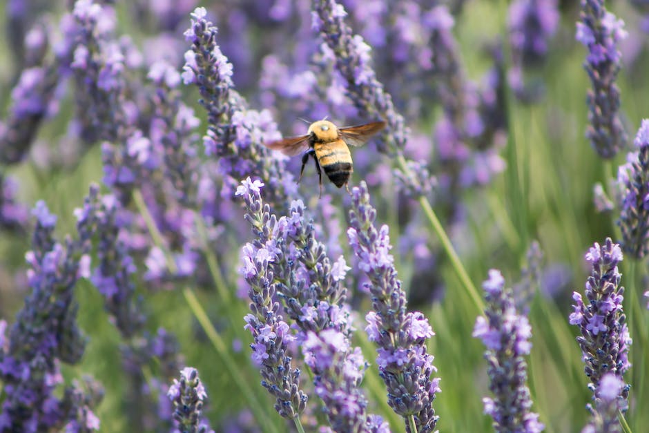 Bienen können keine ultra-violetten Farben sehen