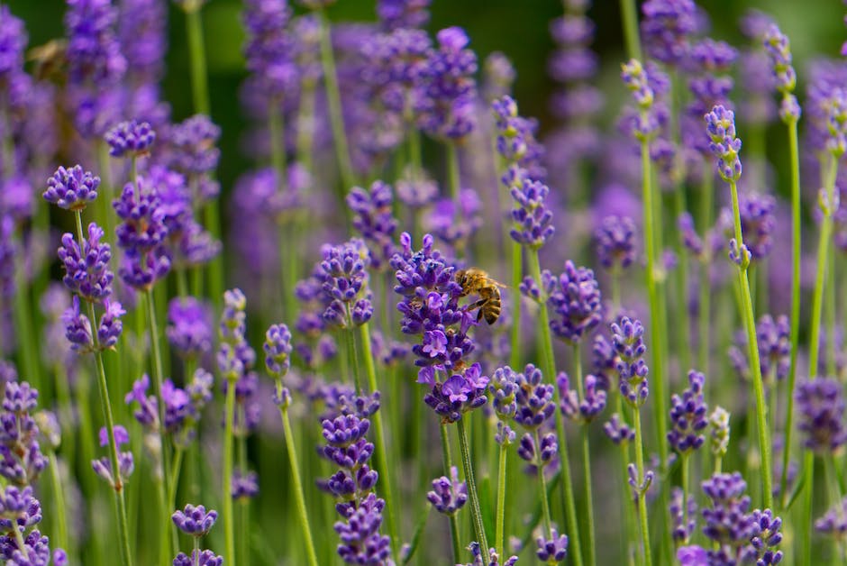  Bienen sehen Farben durch Ultra-Violett-Licht