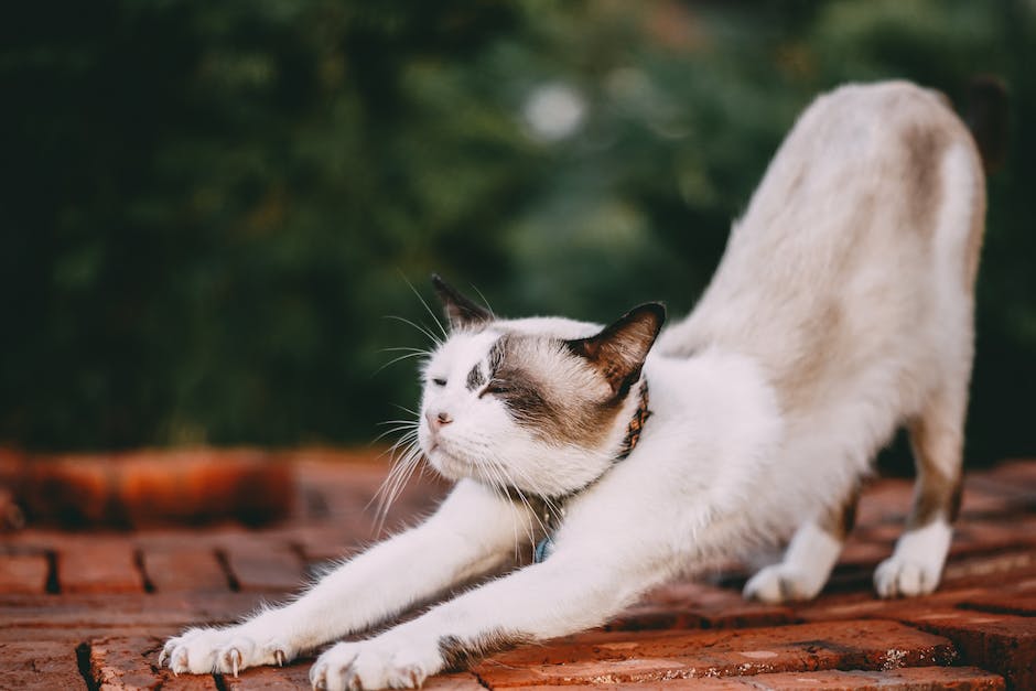  Katzensichtigkeit: welche Farben erkennt eine Katze?