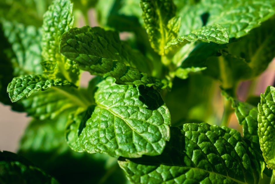 Farben die zu Mintgrün passen