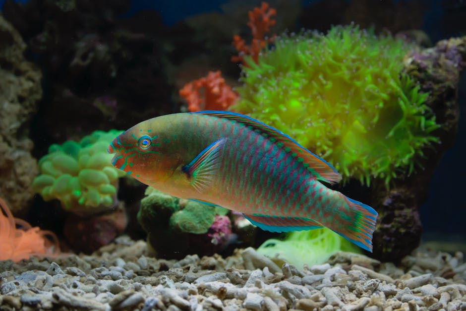  Farben welche von Fischen wahrgenommen werden