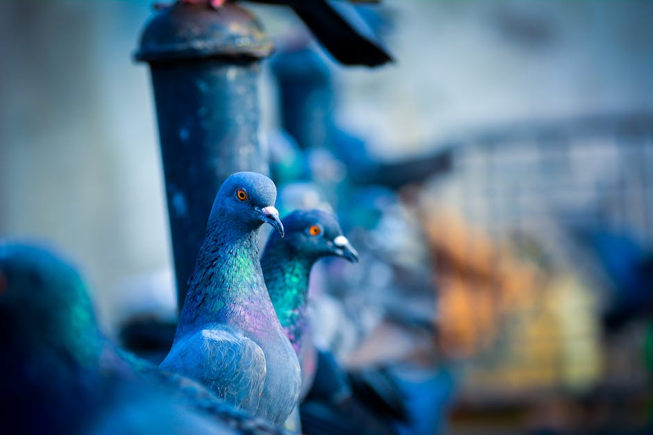 Farbensehen bei Vögeln