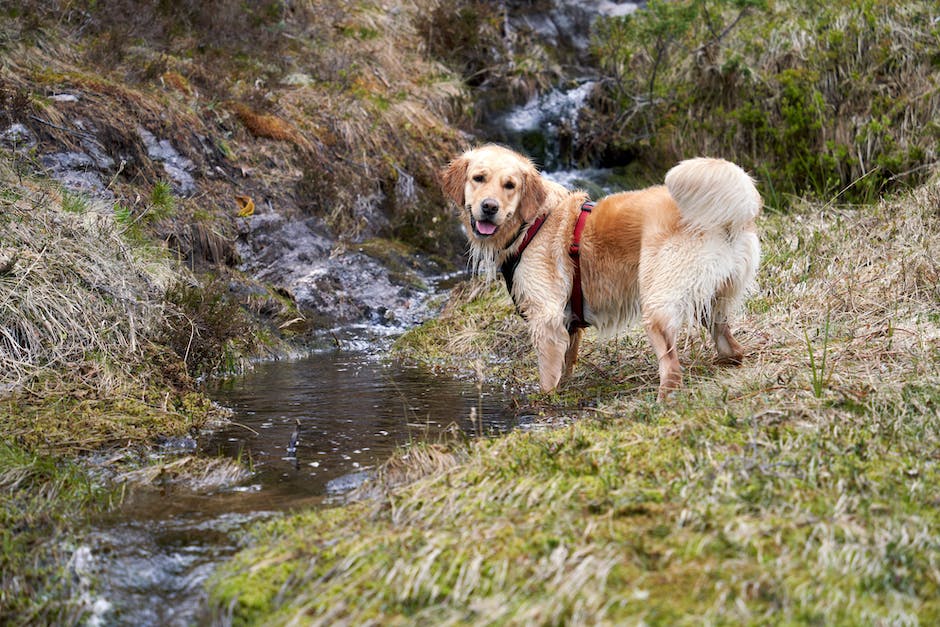 Wie viele Farben erkennt ein Hund?